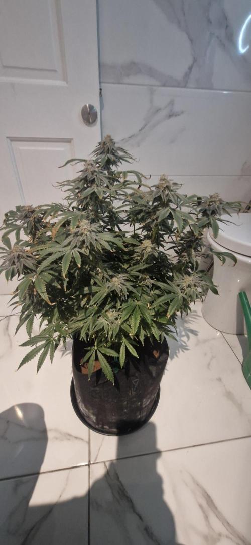 1st Grow Diary. Week 17