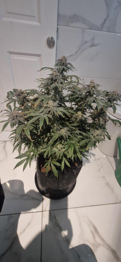 1st Grow Diary. Week 17