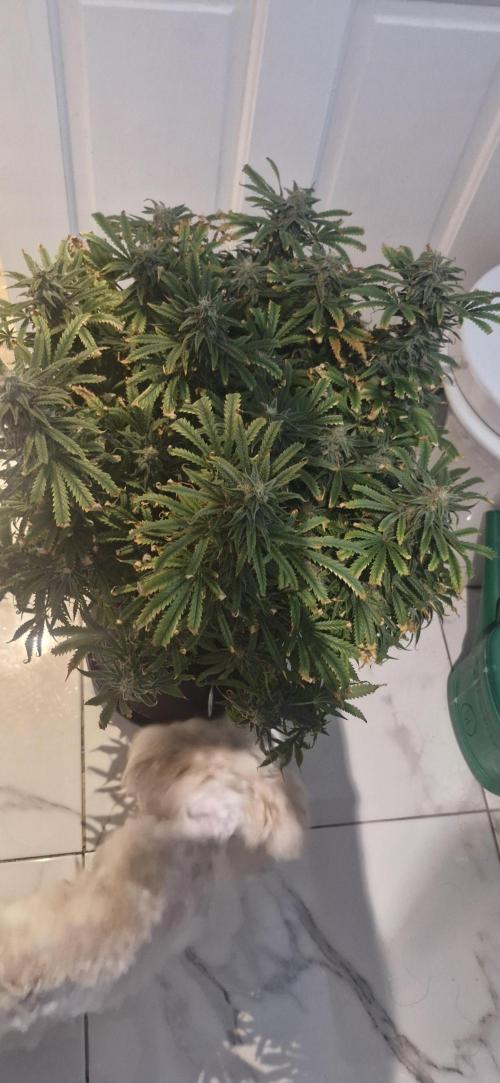 1st Grow Diary. Week 17