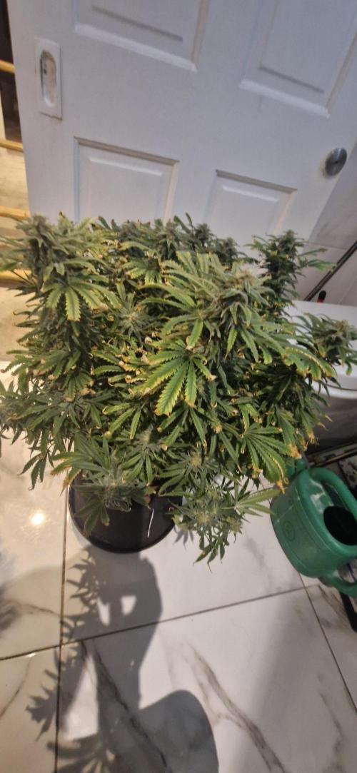 1st Grow Diary. Week 17