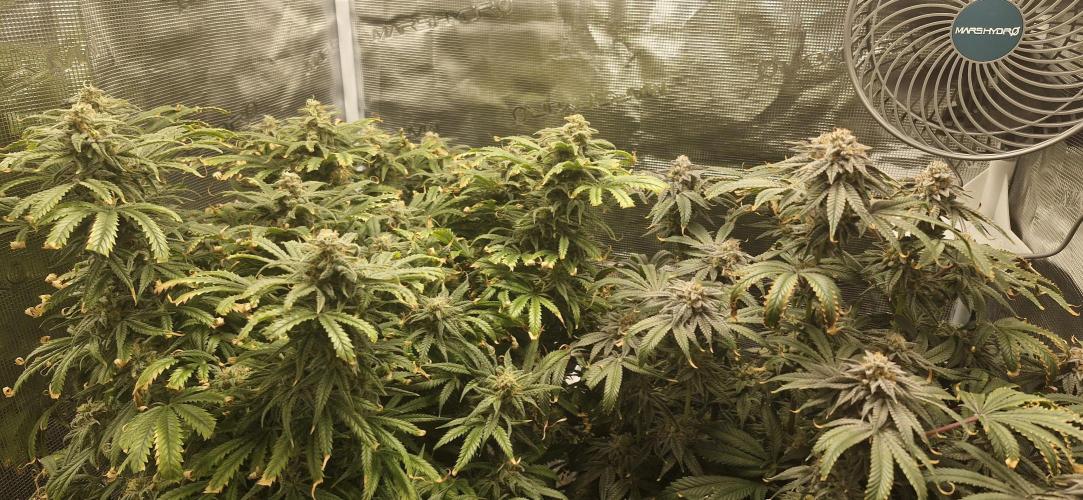 1st Grow Diary. Week 17