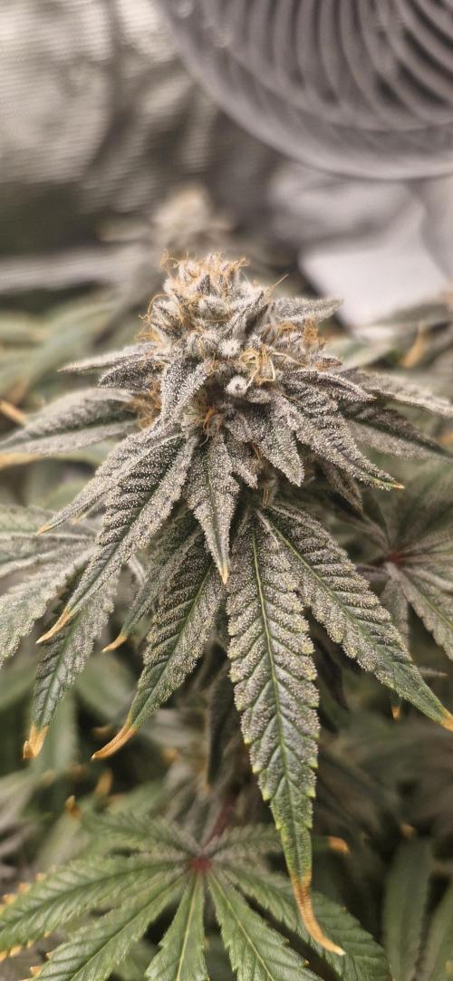 1st Grow Diary. Week 17