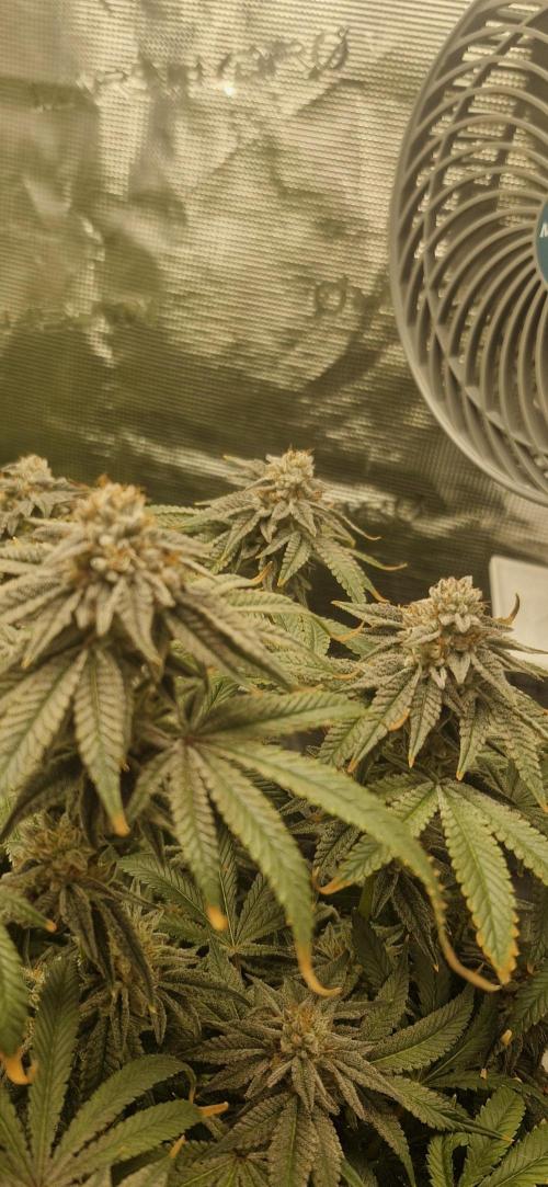 1st Grow Diary. Week 17