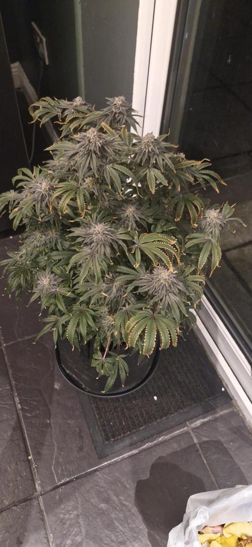 1st Grow Diary. Week 18