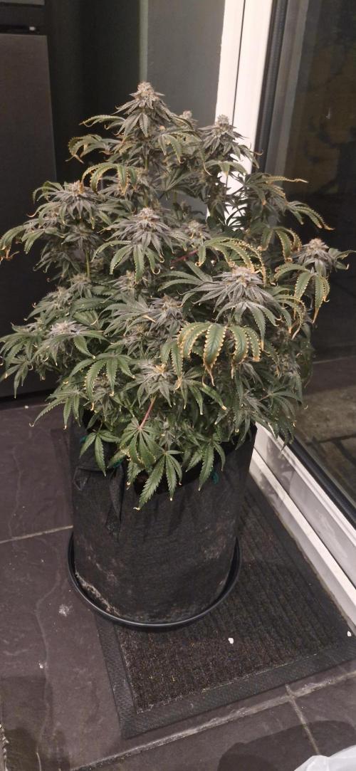 1st Grow Diary. Week 18