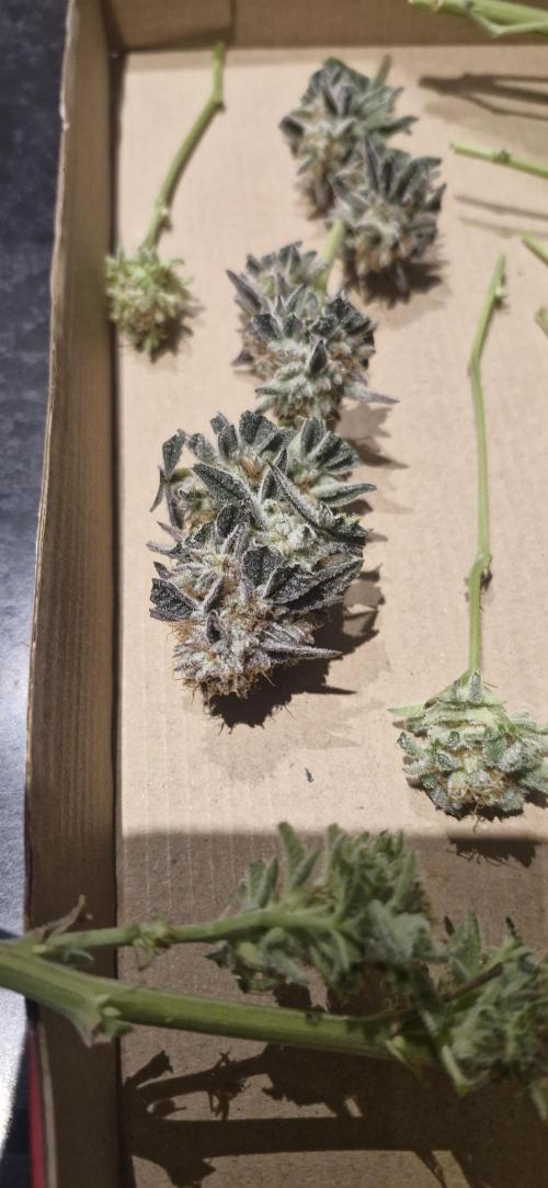 1st Grow Diary. Week 18