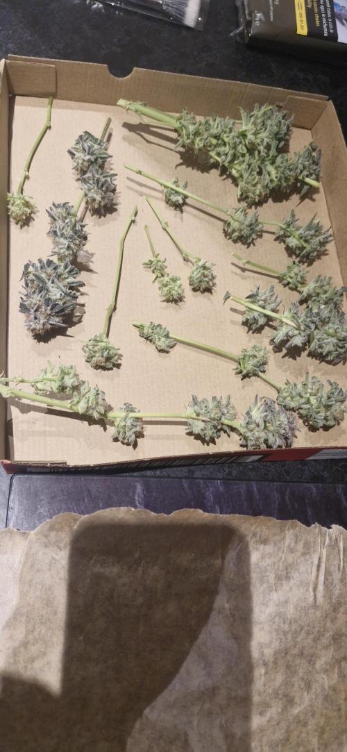 1st Grow Diary. Week 18