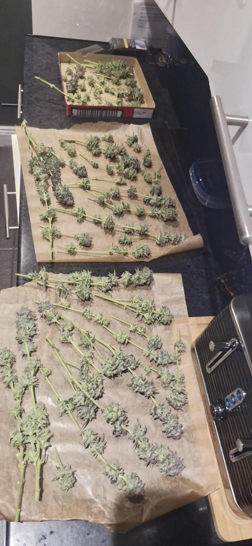 1st Grow Diary. Week 18