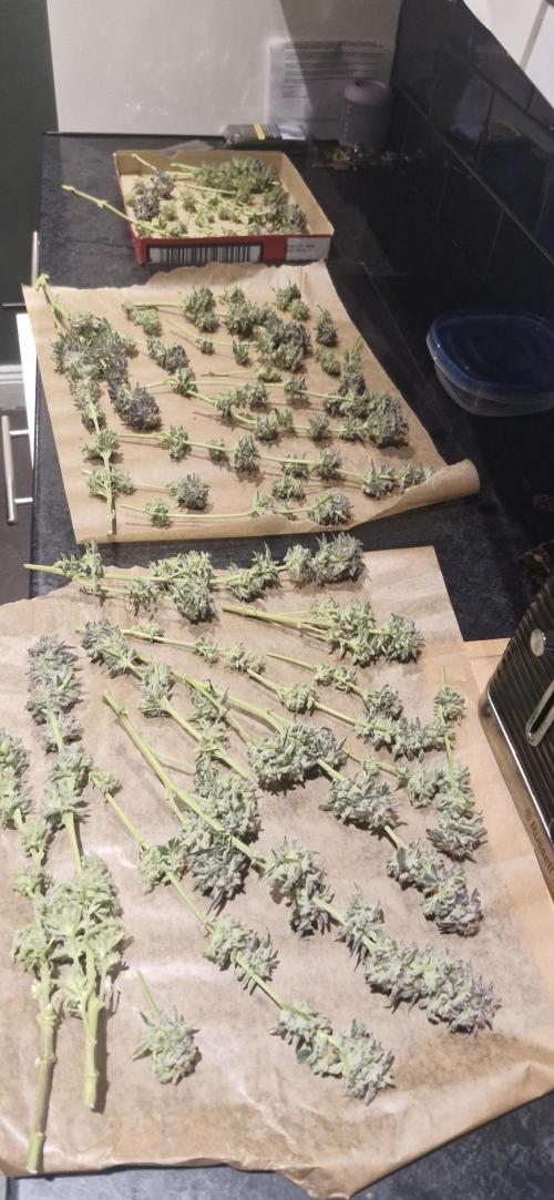 1st Grow Diary. Week 18