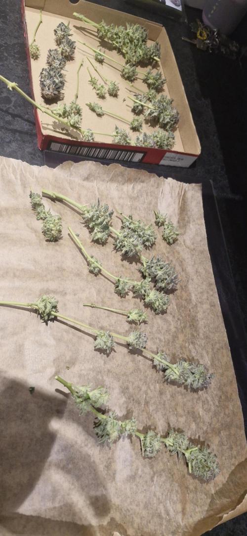 1st Grow Diary. Week 18