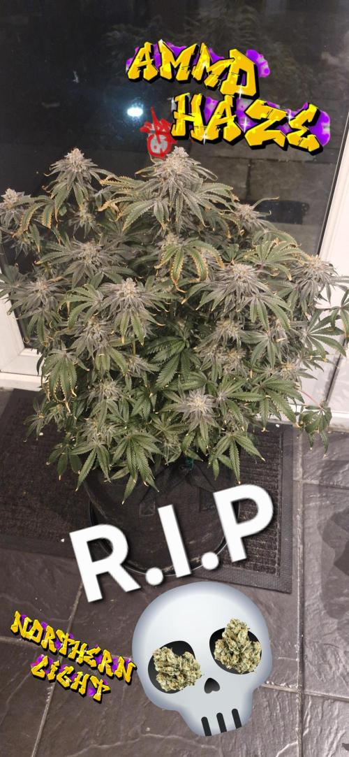 1st Grow Diary. Week 18