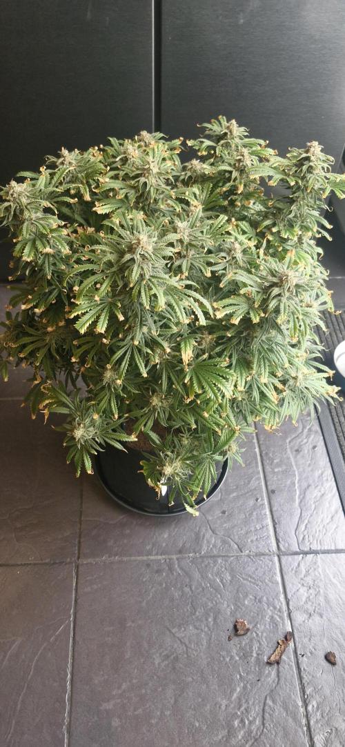 1st Grow Diary. Week 18