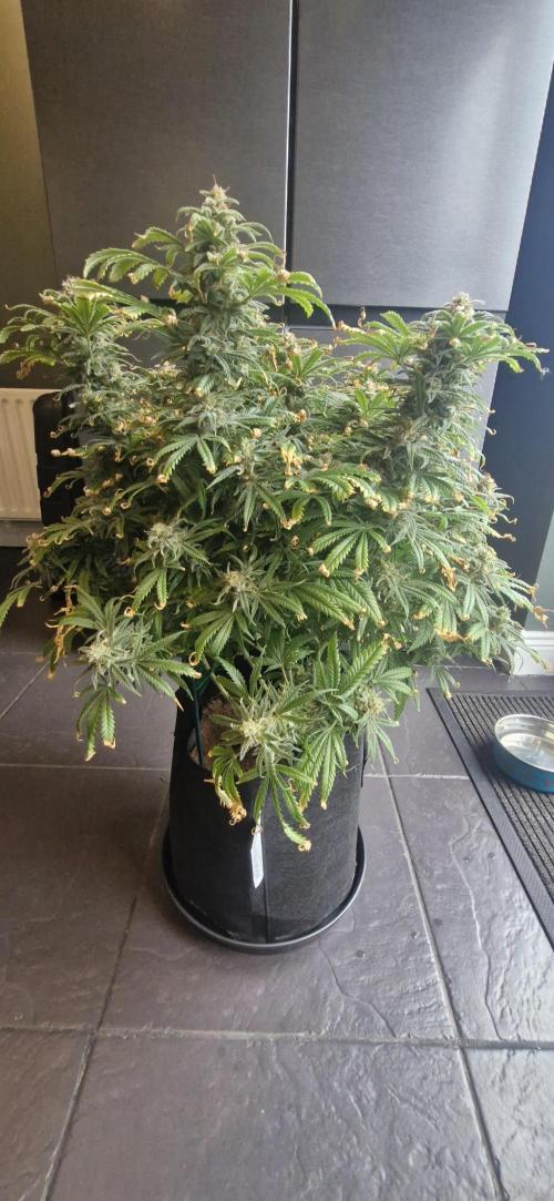 1st Grow Diary. Week 18
