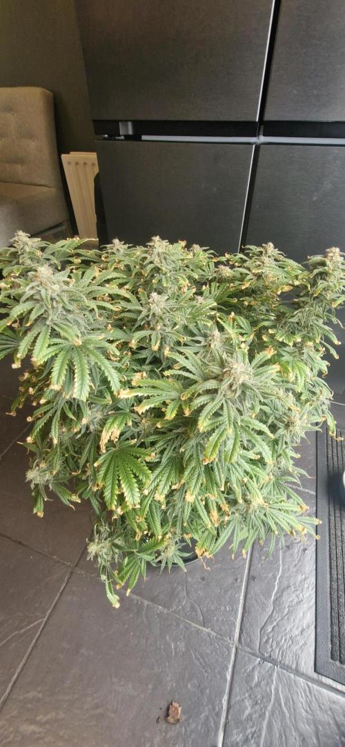 1st Grow Diary. Week 18