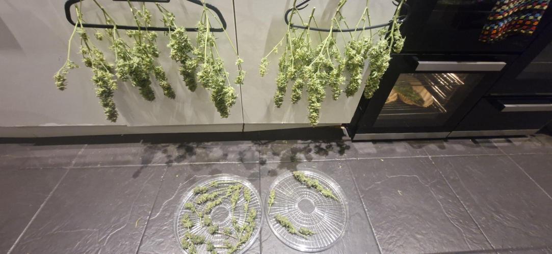1st Grow Diary. Week 18