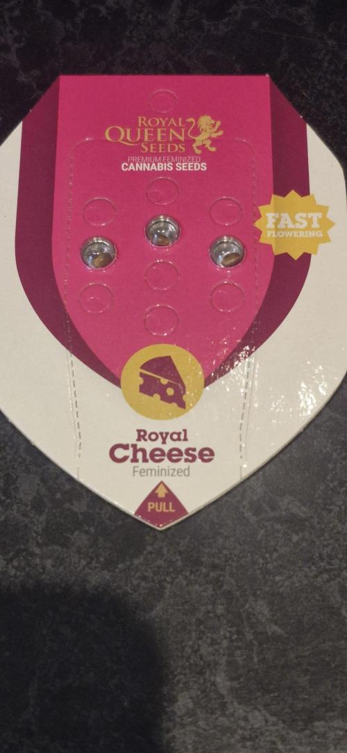 Cheese 🧀. Week 0