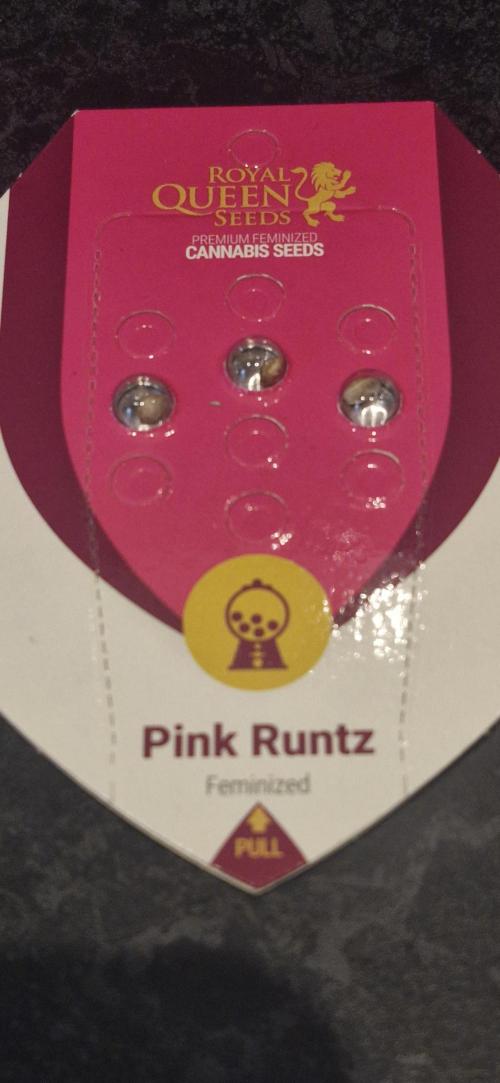 Pink Runtz. Week 0