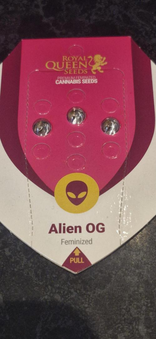 Alien OG. Week 0
