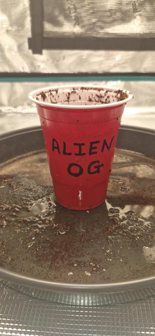 Alien OG. Week 0