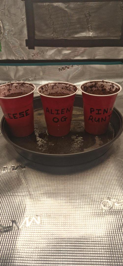 Alien OG. Week 0
