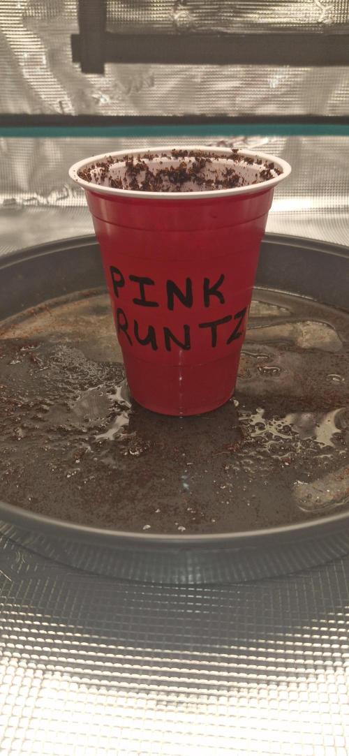 Pink Runtz. Week 0