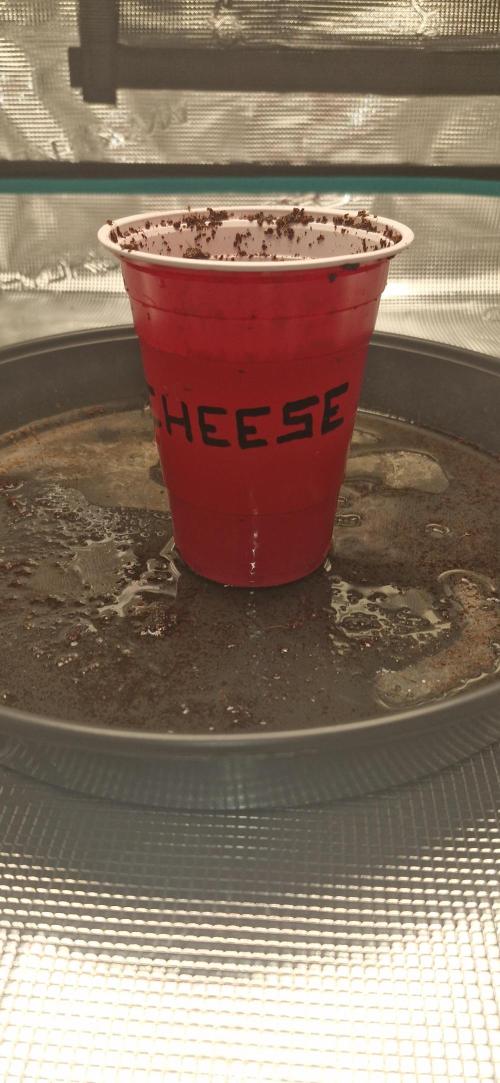 Cheese 🧀. Week 0
