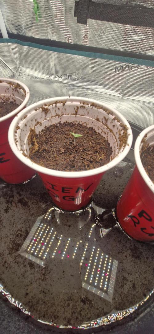 Alien OG. Week 0