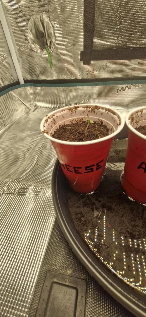 Cheese 🧀. Week 0