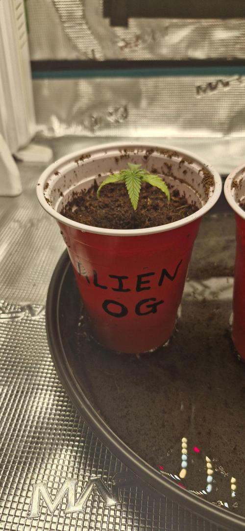 Alien OG. Week 0