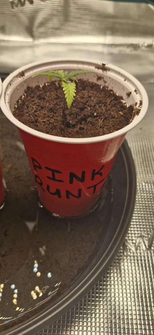 Pink Runtz. Week 0