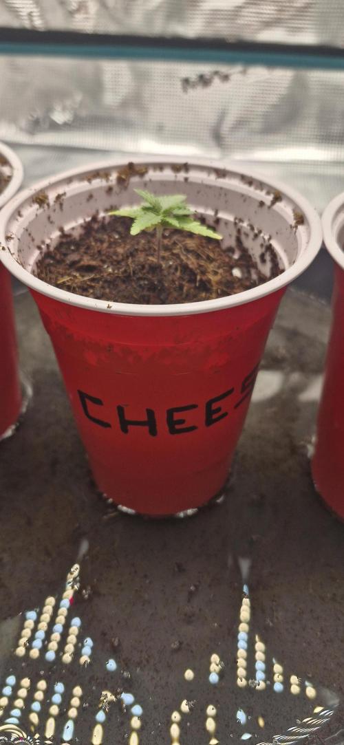 Cheese 🧀. Week 0