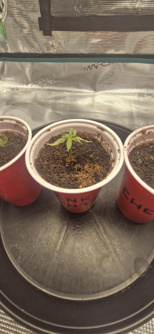 Alien OG. Week 0