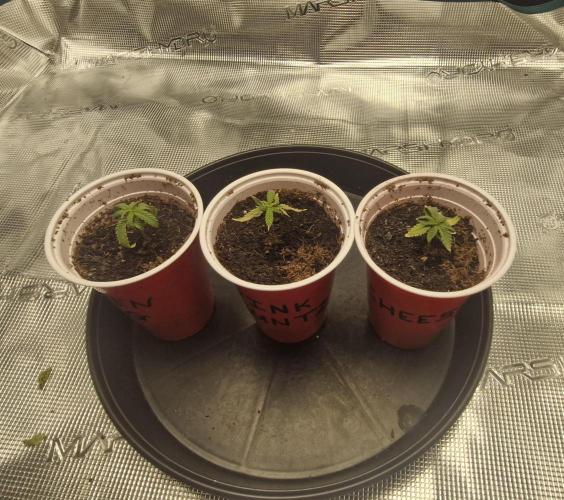 Alien OG. Week 0