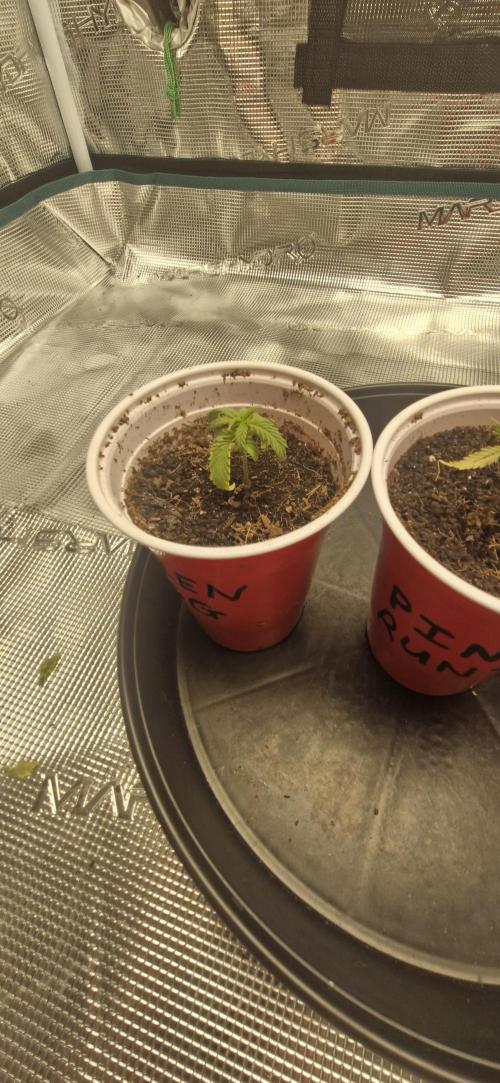 Cheese 🧀. Week 0