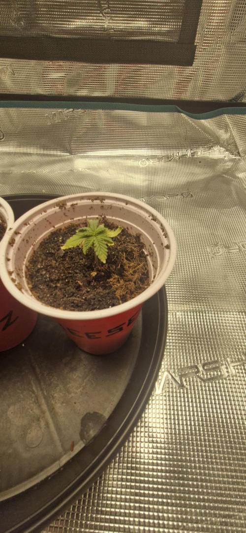 Cheese 🧀. Week 0