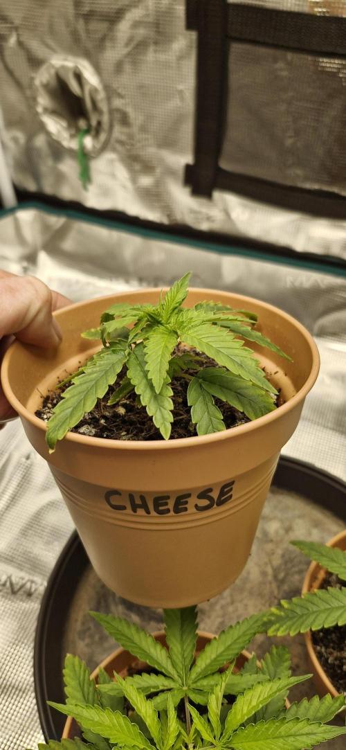 Cheese 🧀. Week 1