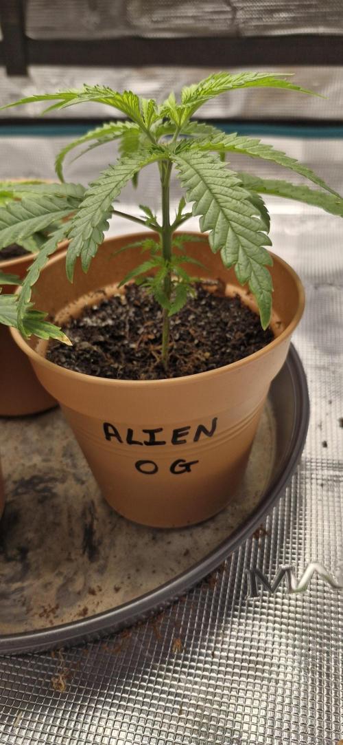 Alien OG. Week 1 - Fim ed a couple off days ago reacted well..going to give another week to settle 