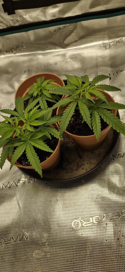 Alien OG. Week 1 - Gonna transplant in a week or so..