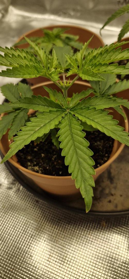 Alien OG. Week 1