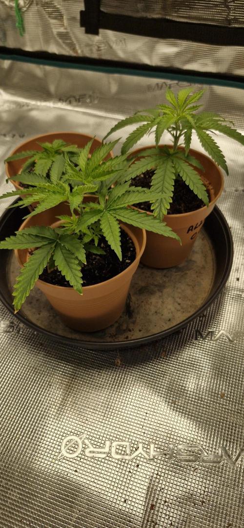 Alien OG. Week 1