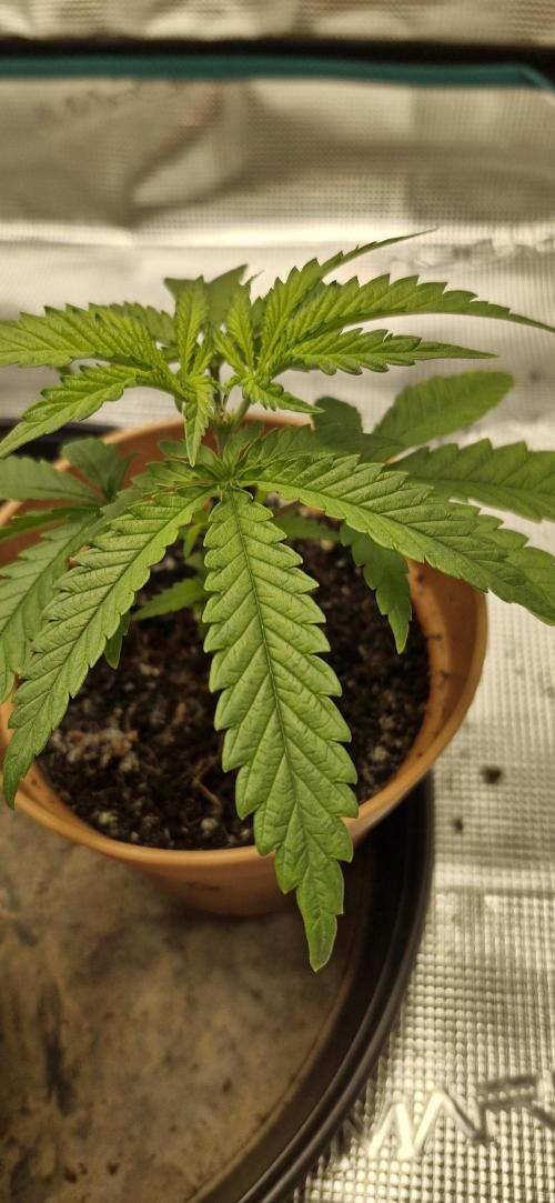 Alien OG. Week 1
