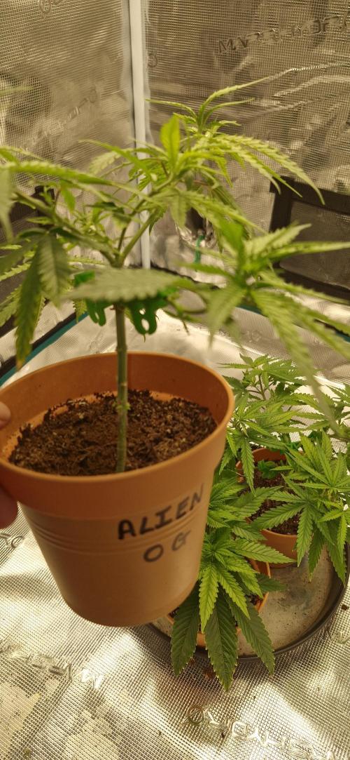 Alien OG. Week 2