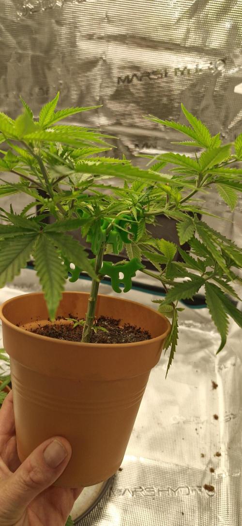 Alien OG. Week 2