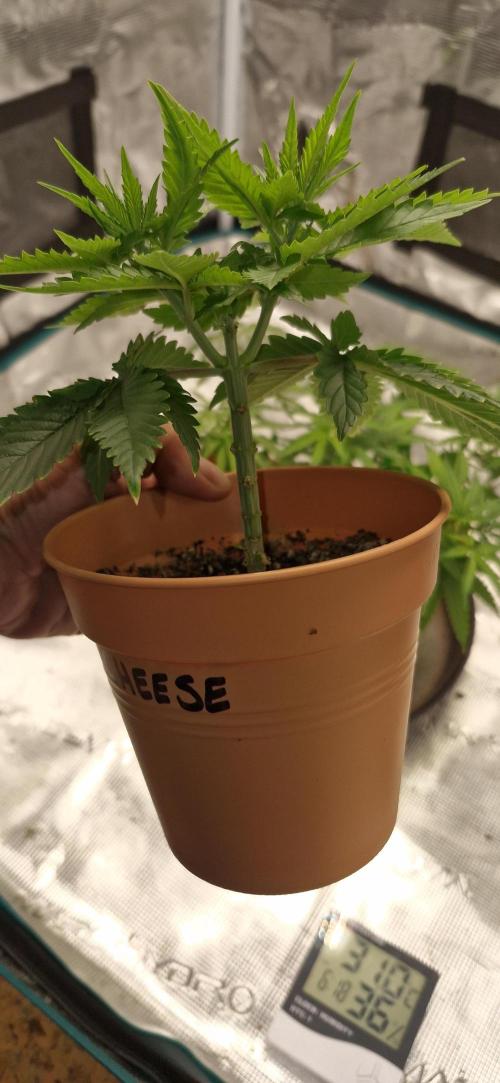 Cheese 🧀. Week 2