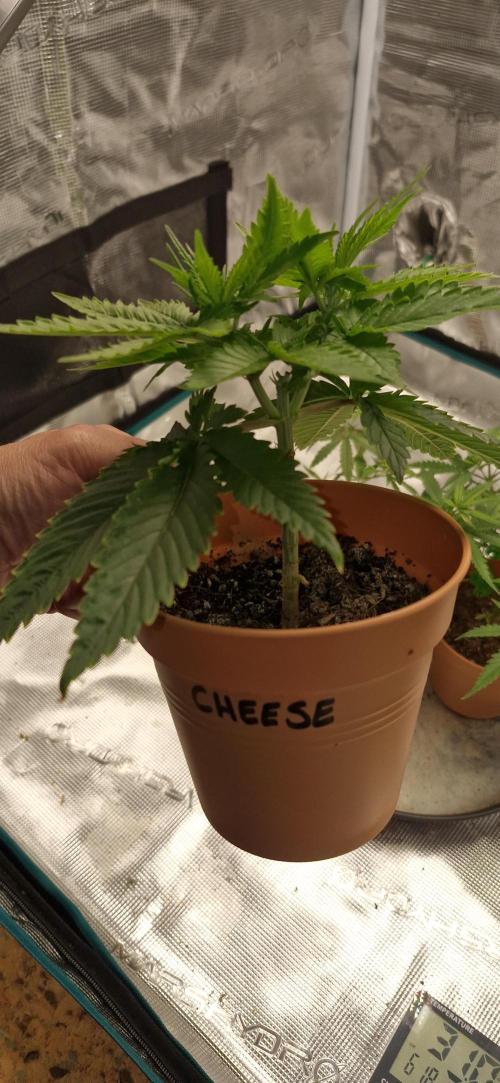 Cheese 🧀. Week 2