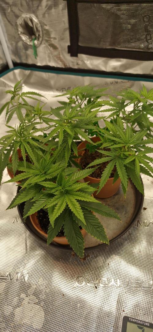 Cheese 🧀. Week 2