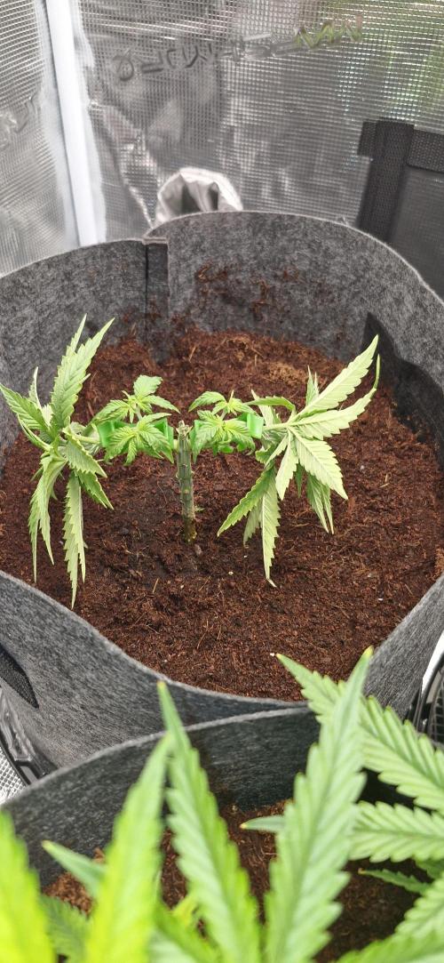 Cheese 🧀. Week 2 - Transplant today...cant wait for this lady to progress