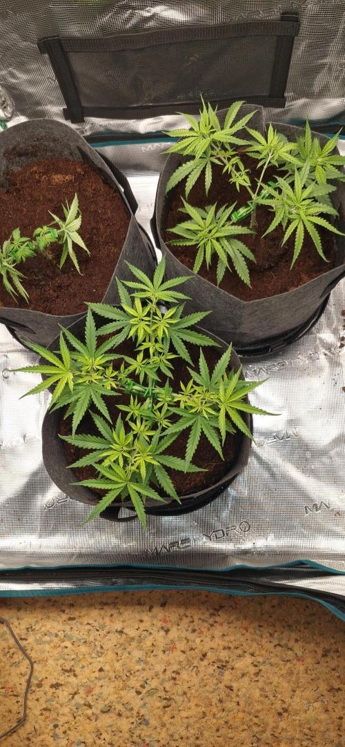 Alien OG. Week 2 - Transplant today.Cant wait to see the progress