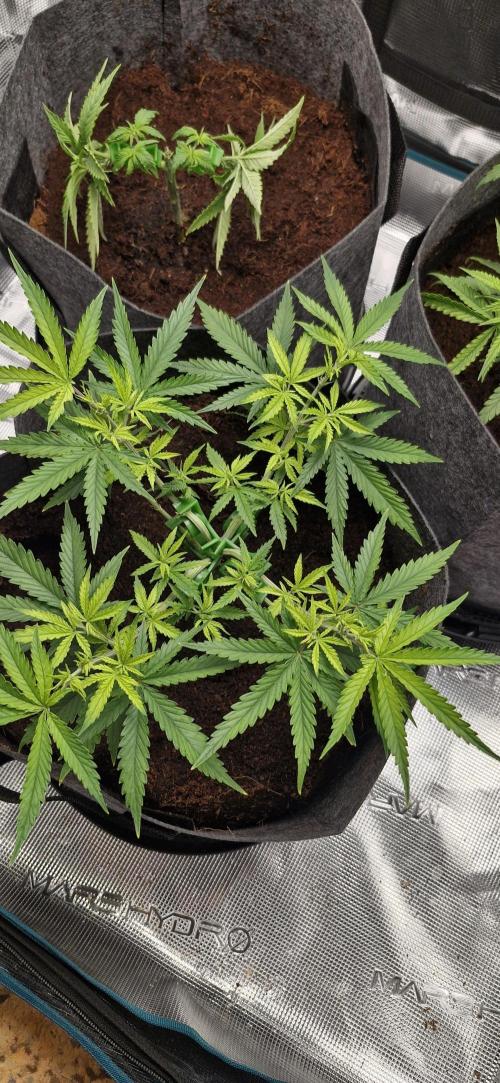 Alien OG. Week 2