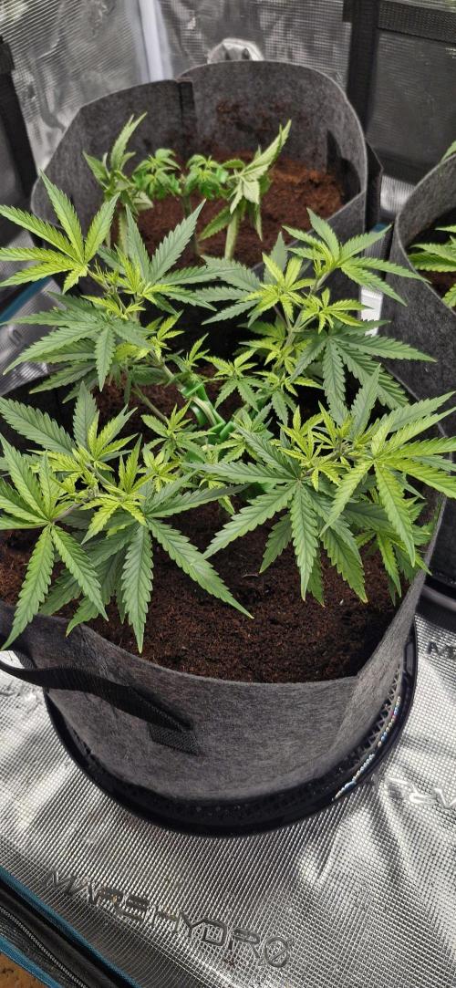 Alien OG. Week 2